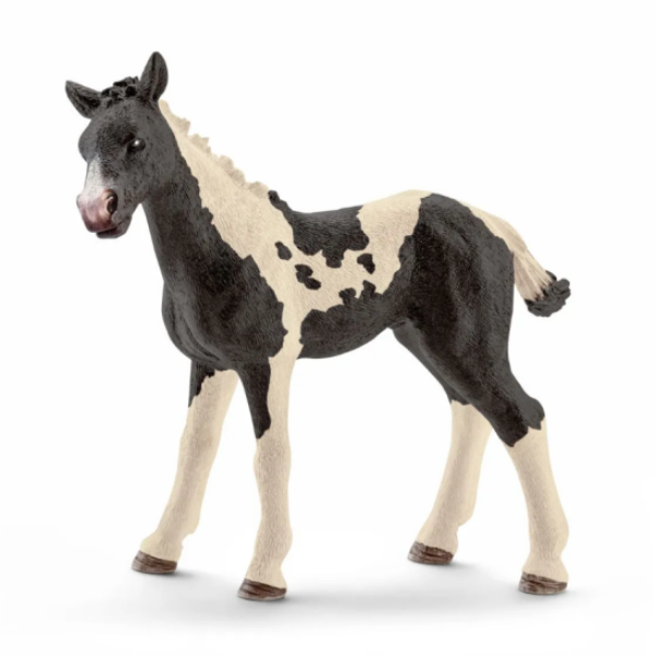 Image de Poulain Pinto