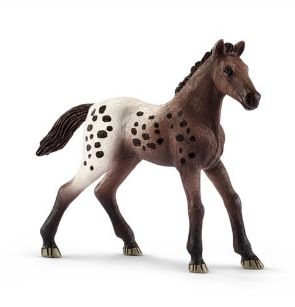 Image de Poulain Appaloosa
