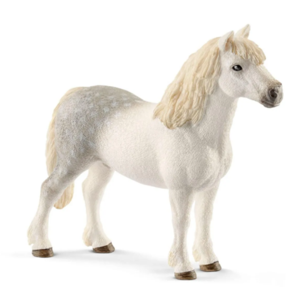 Image de Poney Gallois Mâle