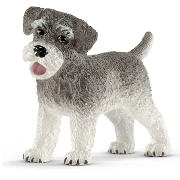 Image de Schnauzer Nain