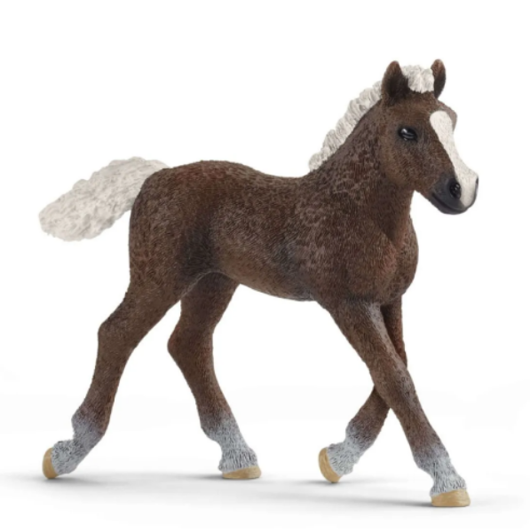 Image de Poulain Forêt Noire