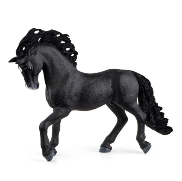 Image de Etalon Pure Race Espagnole