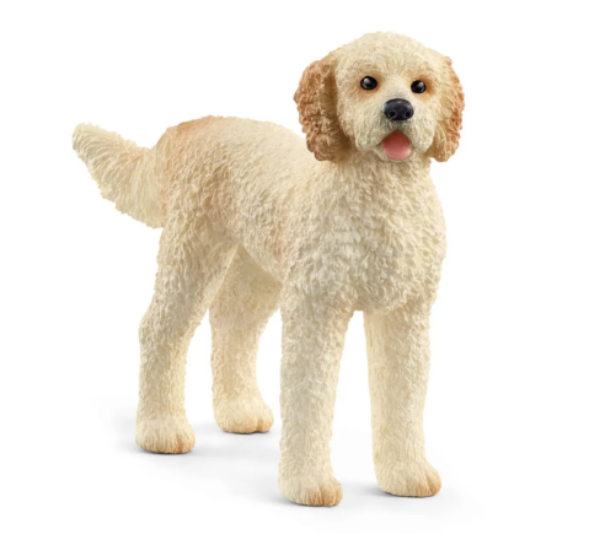 Image de Chien Goldendoodle