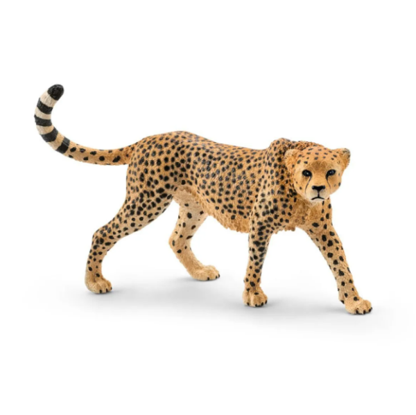 Image de Guépard Femelle