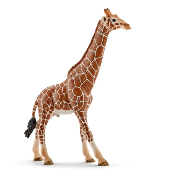 Image de Girafe Mâle