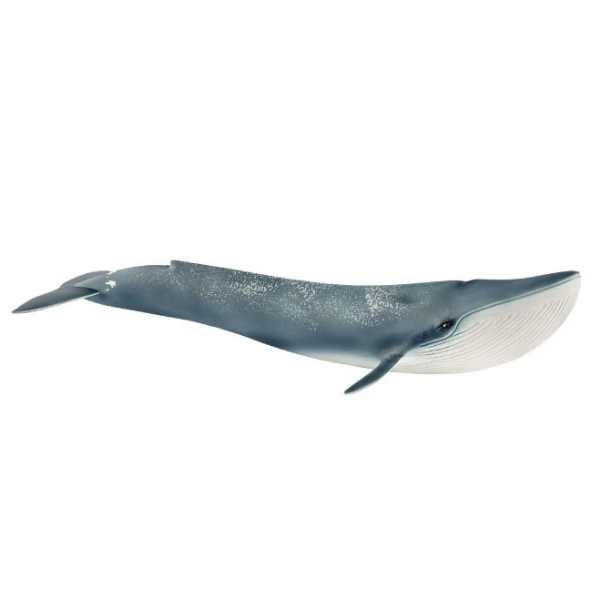 Image de Baleine Bleue