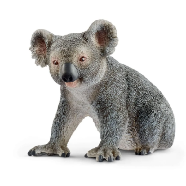 Image de Koala