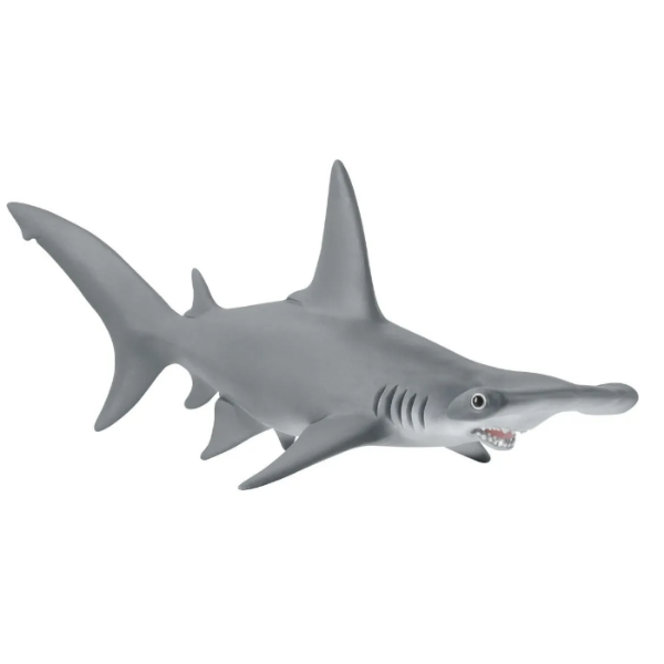 Image de Requin-Marteau