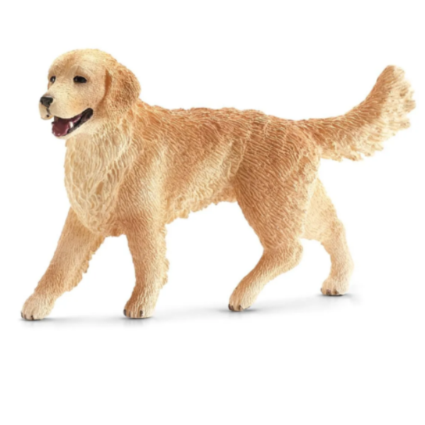 Image de Golden Retriever Femelle
