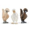 Image de Poules Amies